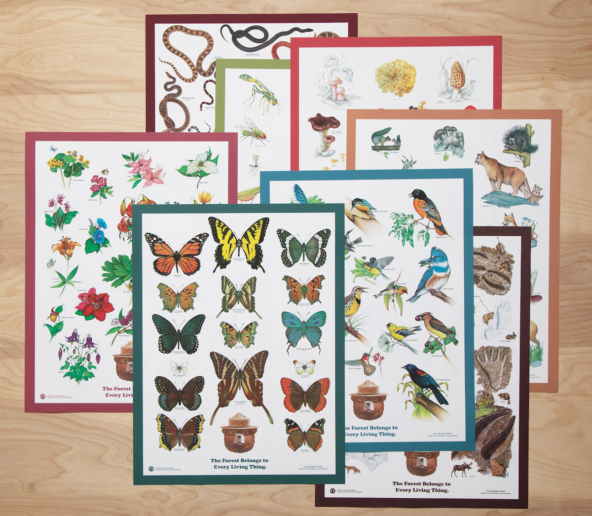 Insects of the Forest Educational Poster