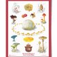 Fungi of the Forest Educational Poster