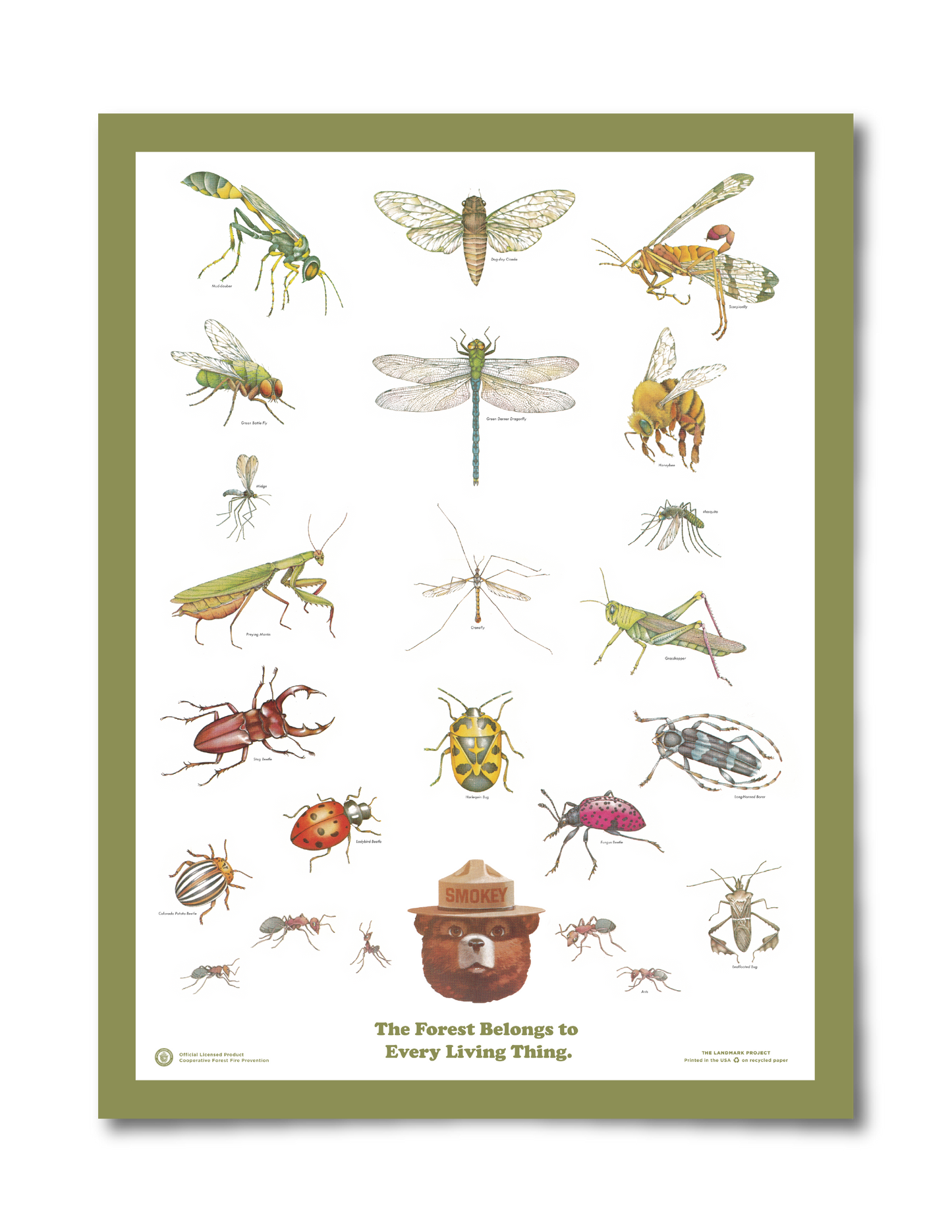 Insects of the Forest Educational Poster